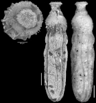 Ellipsonodosaria modesta var. prolata Cushman & Bermudez, 1937 Holotype