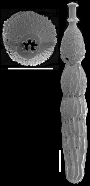 Strictocostella modesta (Bermudez, 1937) Identified specimen