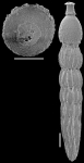 Strictocostella modesta (Bermudez, 1937) Identified specimen