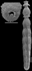 Strictocostella modesta (Bermudez, 1937). Identified specimen