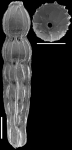 Strictocostella modesta (Bermudez, 1937) Identified specimen