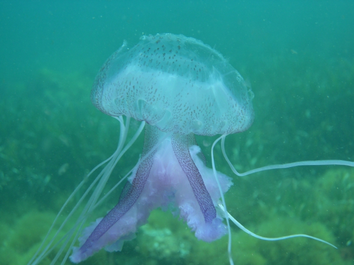 Pelagia noctiluca Pelagia noctiluca