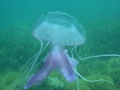 Scyphozoa (jelly fish)