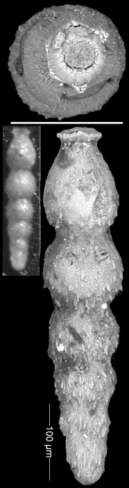 Siphonodosaria fragilis Todd, 1953 Holotype