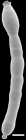 Strictocostella scharbergeana (Neugeboren, 1856) Identifies specimen