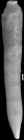 Nodosaria cocoaensis var. mexicana Cole, 1927 Holotype