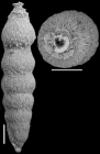 Nodogenerina spinata Cushman, 1934 Paratype