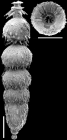 Strictocostella spinata (Cushman, 1934) Identified specimen