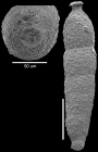 Strictocostella srinivasani Hayward, 2012 Holotype