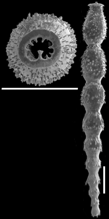 Strictocostella strongi Hayward, 2012 Holotype