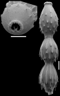 Toddostomella chileana (Todd & Knicker, 1952) Identified specimen