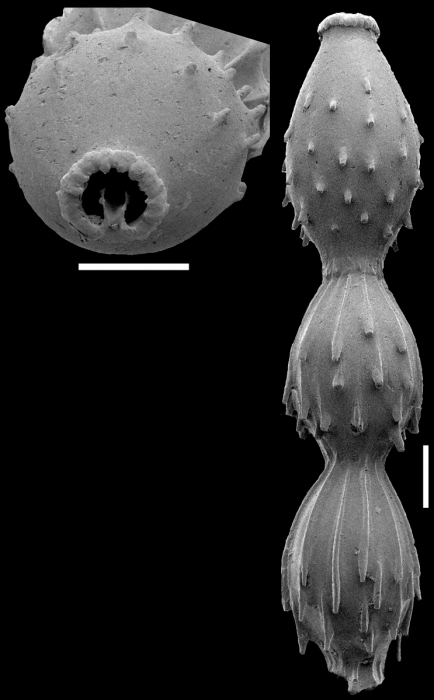 Toddostomella chileana (Todd & Knicker, 1952) Identified specimen