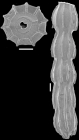 Toddostomella chileana (Todd & Knicker, 1952). Identified specimen