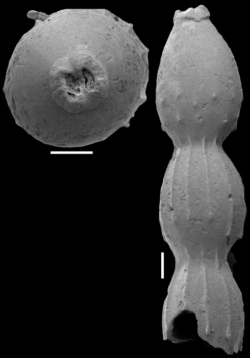 Toddostomella chileana (Todd & Knicker, 1952) Identified specimen