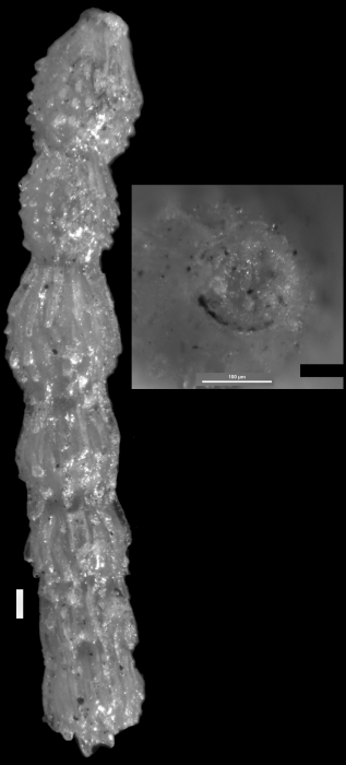 Siphonodosaria chileana Todd & Knicker, 1952. Holotype Siphonodosaria chileana Todd & Knicker, 1952. Holotype