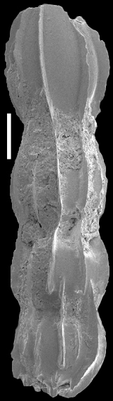 Toddostomella hochstetteri (Schwager, 1866) Identified specimen