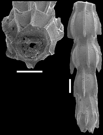 Toddostomella spinosa (d'Orbigny, 1846) Identified specimen