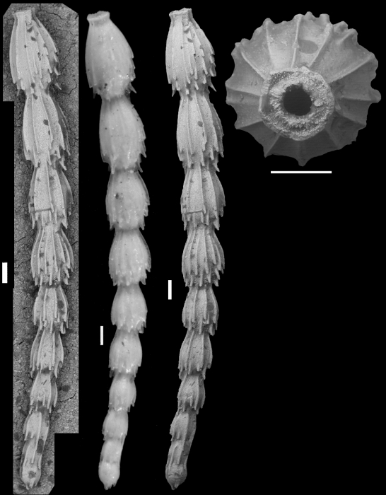 Ellipsonodosaria midwayensis Cushman & Todd, 1946. Holotype