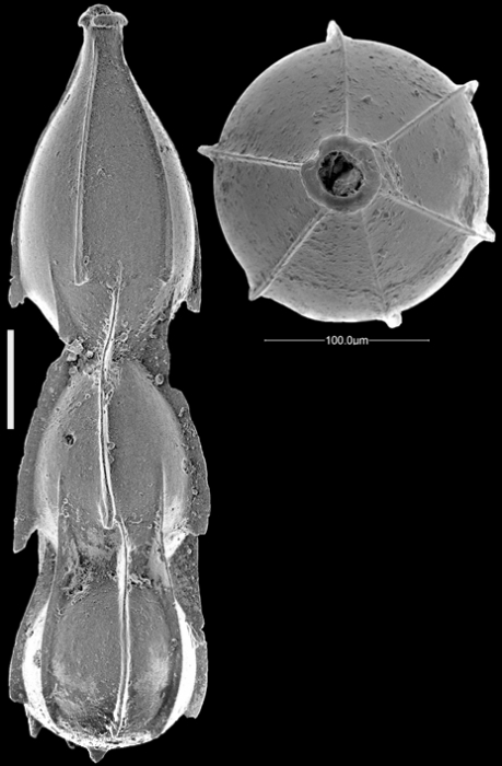 Unidens ishizakii Hayward & Kawagata, 2012, Paratype Unidens ishizakii Hayward & Kawagata, 2012, Paratype