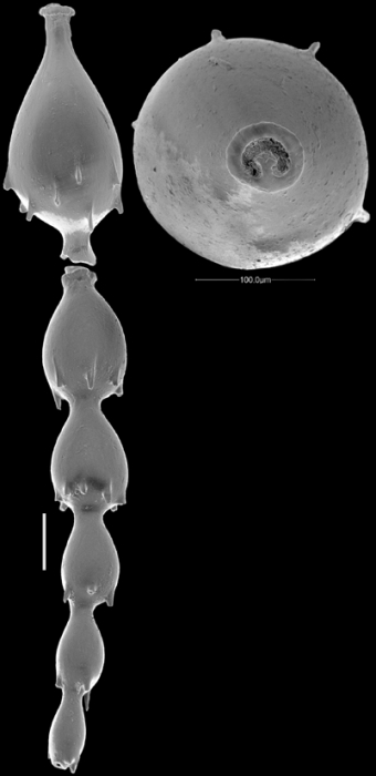 Unidens retrorsa (Reuss, 1863) Identified specimen