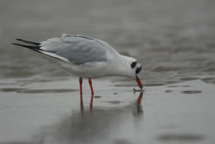 Black-headed gull  - Larus ridibundus