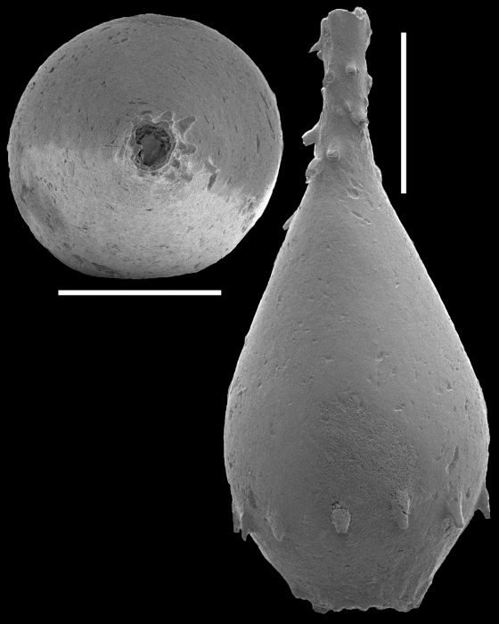 Unidens retrorsa (Reuss, 1863) Identified specimen