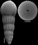 Amplectoductina multicostata (Galloway & Morrey, 1929). Identified specimen