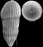 Amplectoductina multicostata (Galloway & Morrey, 1929) Identified specimen