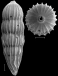 Amplectoductina multicostata (Galloway & Morrey, 1929) Identified specimen