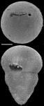 Ellipsoglandulina cameti Sacal & Debourle, 1957 Identified specimen
