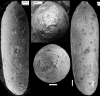 Ellipsoglandulina glabra Cushman & Renz, 1948 Identified specimen