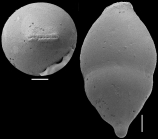 Ellipsoglandulina keyzeri Hayward, 2012. Holotype