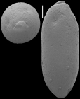 Ellipsoglandulina ovata Gawor-Biedowa, 1992 Identified specimen