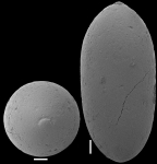 Ellipsoglandulina ovata Gawor-Biedowa, 1992. Identified specimen