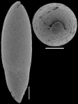 Ellipsoglandulina ovata Gawor-Biedowa, 1992. Identified specimen