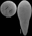 Ellipsoglandulina fragilis Bramlette, 1951. Identified specimen.