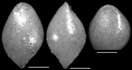 Ellipsoglandulina velascoensis Cushman, 1926 Holotype