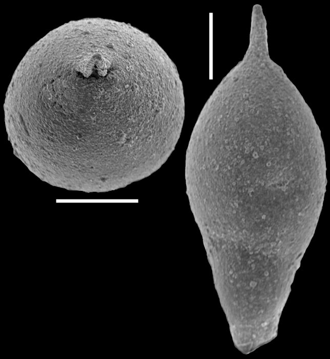 Ellipsoidella bulbosa (ten Dam, 1950). Identified specimen