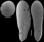 Ellipsoidella dacica (Neagu, 1968) Identified specimen