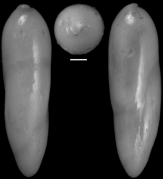 Elipsoidella dacica (Neagu, 1968) Identified specimen Elipsoidella dacica (Neagu, 1968) Identified specimen