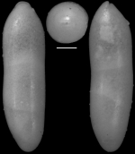 Ellipsoidella heronalleni (Storm, 1929) Identified specimen