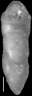 Ellipsoidella pleurostomelloides Heron-Allen & Earland, 1910 Paratype
