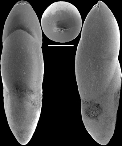 Ellipsoidella pleurostomelloides Heron-Allen & Earland, 1910. Identified specimen Ellipsoidella pleurostomelloides Heron-Allen & Earland, 1910. Identified specimen