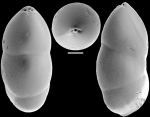 Ellipsoidella subtuberosa (Liebus, 1928) Identified specimen