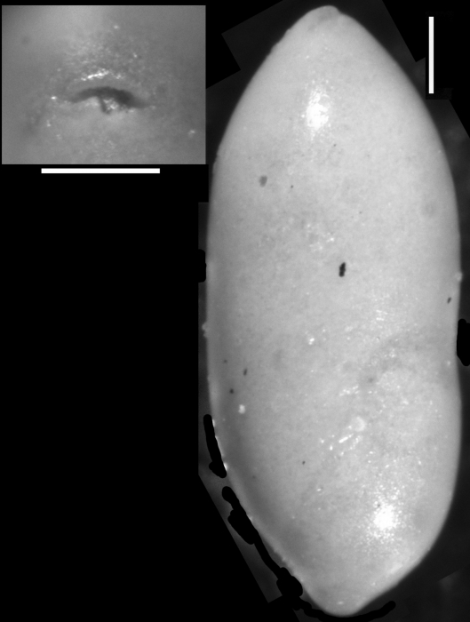 Ellipsopleurostomella stewarti Cushman & Siegfus, 1942. Holotype