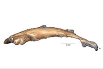 Etmopterus lailae