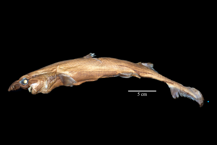 Etmopterus lailae Etmopterus lailae