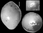 Ellipsoglandulina antillea Bermudez, 1939 Holotype