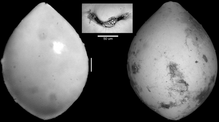 Ellipsoglandulina antillea Bermudez, 1939 Paratype Ellipsoglandulina antillea Bermudez, 1939 Paratype