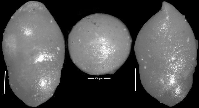 Ellipsopleurostomella curta Cushman, 1926 Holotype